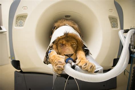 Heres A Lion Getting A Cat Scan Live Science