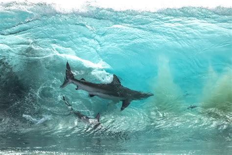 2 Sharks Captured In Mesmerizing Glassy Wave Photo