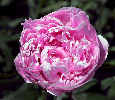 How Does Your Garden Grow Peony Is The Plant That Just Keeps On Giving