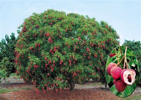 Lichia Litchi Chinensis Fruit Trees Trees To Plant Fruit Plants