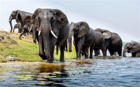 African Elephant Wallpaper 68 Images