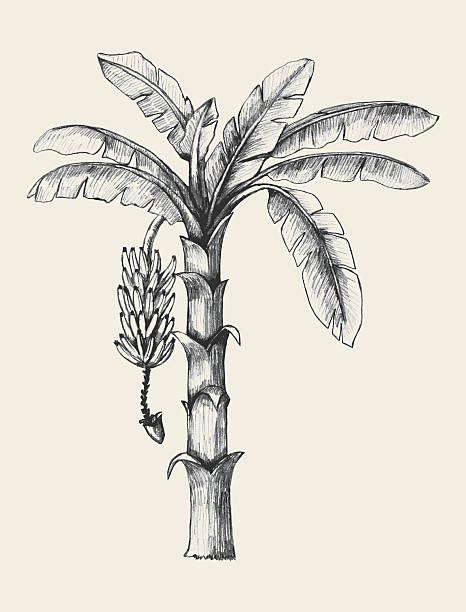 Royalty Free Banana Tree Clip Art Vector Images And Illustrations Istock