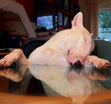 Bull Terriers Most Fantastic And Awkward Sleeping Positions Bow Wow