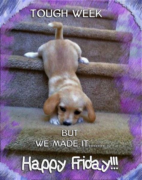 The adorable pug is all tired with the whole week's work. Happy-Friday-22-July-2016 | Funny friday memes, Its friday ...