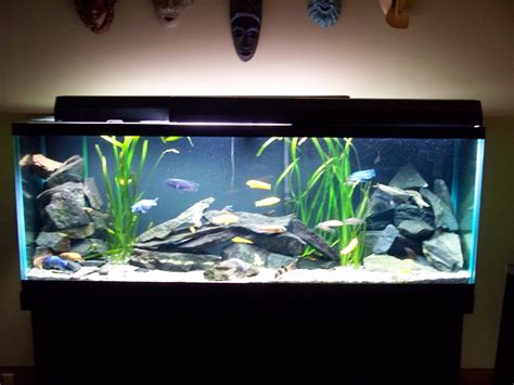 Cichlid Tank Design Fish Aquarium Decorations Fish Tank Decorations