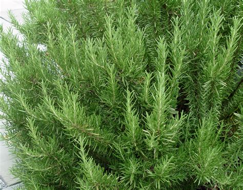 This versatile plant can be planted in a pot or the garden, and it requires very little care. Garden Housecalls - Rosemary