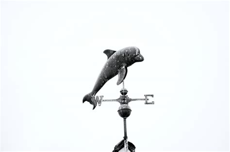 Dolphin Weather Vane Free Stock Photo Public Domain Pictures