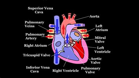 Diagram Diagram Of Blood Flow Of The Heart Mydiagramonline