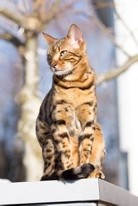 If you're a new cat owner, you may still be learning about your best friend. What Age Does a Bengal Cat Stop Growing? - Life Stages ...