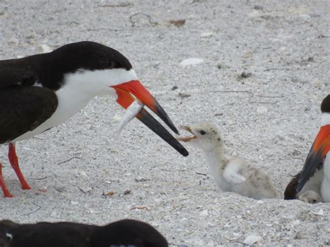 Bird Stewards Protect Beach Nesting Birds Bay Soundings