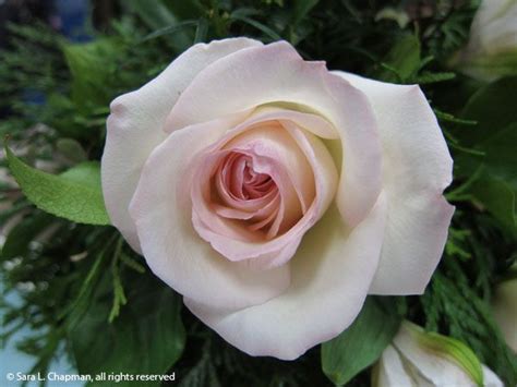 Blush Rose Saras Fave Photo Blog Blush Roses Blush Pink Rose Rose