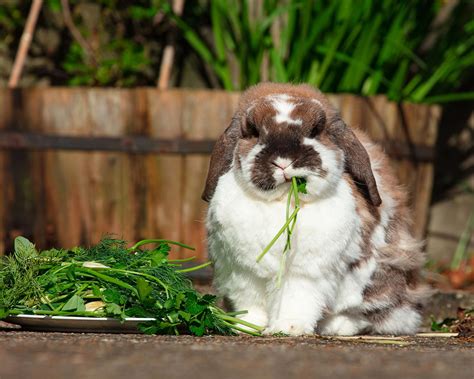 What are the five most popular rabbit breeds and what to know about them? - Versele-Laga