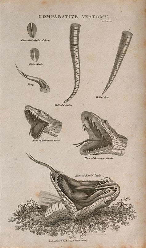 Anatomy Of Snakes Eight Figures Including Scales A Fang The Tails