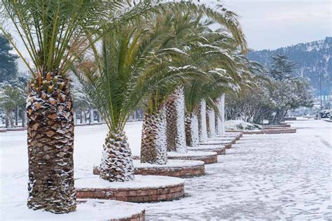 Cold Hardy Palm Trees For Your Garden