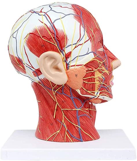 Buy Yuxincai Life Size Human Half Head Superficial Neurovascular Model