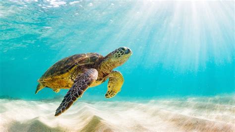 Top 5 Places To Swim With Sea Turtles In The Caribbean Seriable