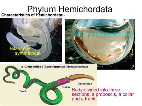 Ppt Hemichordata And Invertebrate Chordates Powerpoint Presentation