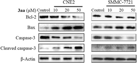 The expression of Bcl 2 Bax Caspase 3 and β actin was examined by