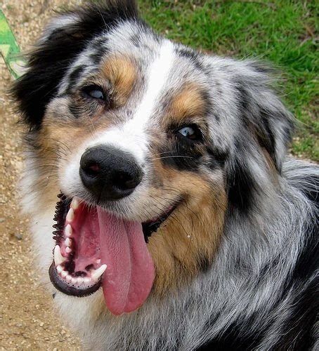 Beautiful Smiling Dogs Australian Shepherd Dogs