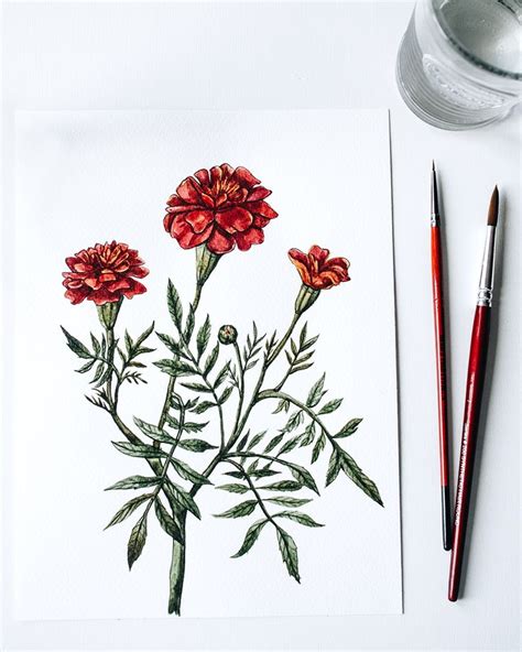 Marigold Flower Watercolor Painting By Anna Farba · Botanical