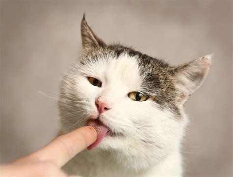 猫が手をなめる3つの理由 ねこちゃんホンポ