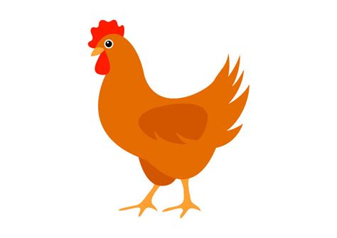 Chicken Illustration Vector At Getdrawings Free Download