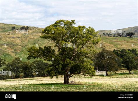 A Lone River Red Gum Tree On A Farm On A Summers Day Stock Photo Alamy