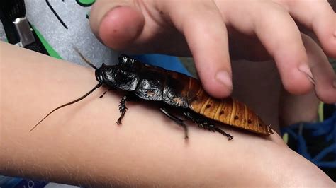 Bug Camp Shows Off The Creepy Crawlies YouTube