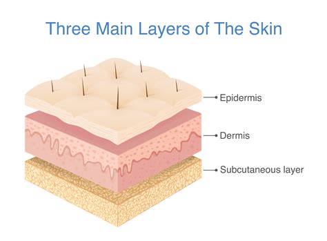 Layers Of The Skin Diagram