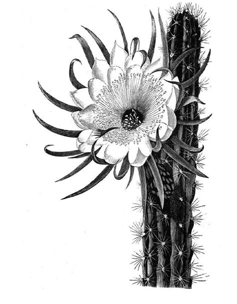 Free for commercial use no attribution required high quality images. Cactus Flower meaning endurance, warmth | Cactus drawing