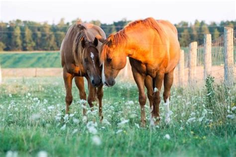 Two Beautiful Horses In Pasture Horses Horse Pictures Beautiful Horses