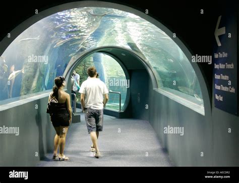 Visitors In The Melbourne Aquarium Victoria Australia Stock Photo Alamy