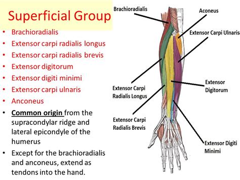 Muscles Of The Posterior Forearm Superficial Deep Teachmeanatomy Vlr Eng Br