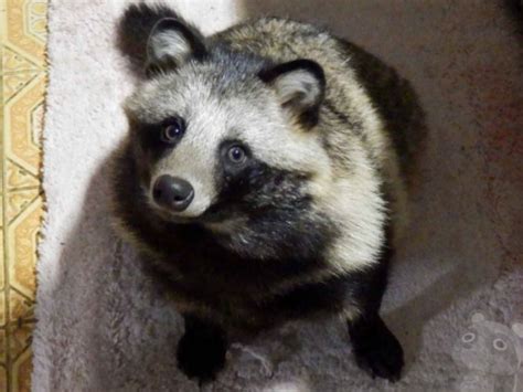 Conoce Al Perro Mapache Un Ser Adorable Que Parece Un Peluche Todo