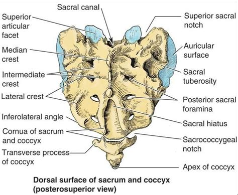 Detailed Sacrum Osteology Osteology Human Anatomy And Physiology