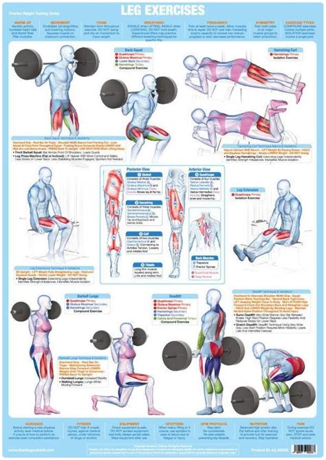 Weight Training Bodybuilding And Muscle Anatomy Poster Chart