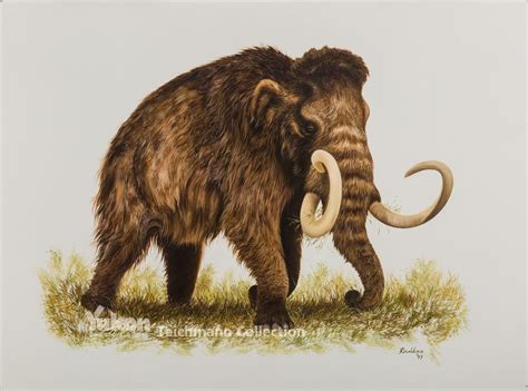 Woolly Mammoth Bering Land Bridge National Preserve Us Extinct