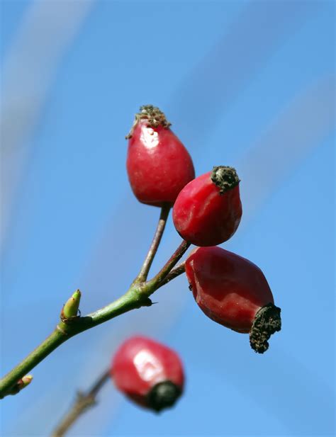 Images Gratuites Branche Fruit Tomber Fleur Aliments Rouge