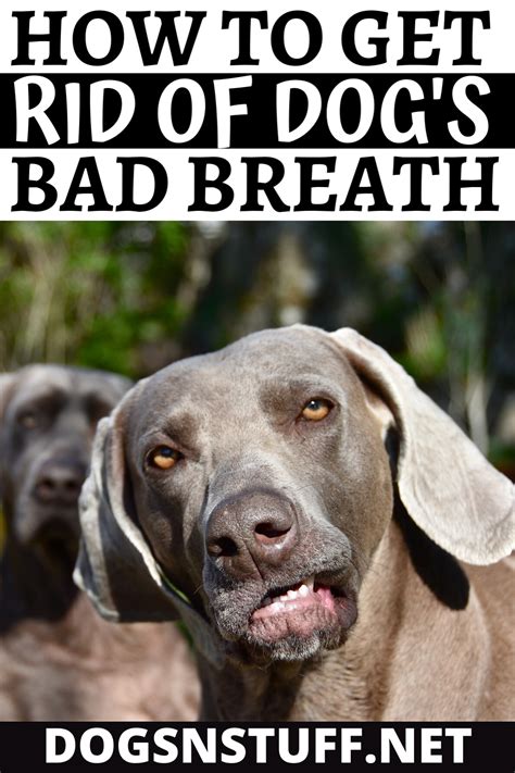 How To Get Rid Of Dog Bad Breath Dogs N Stuff In 2020 Bad Dog
