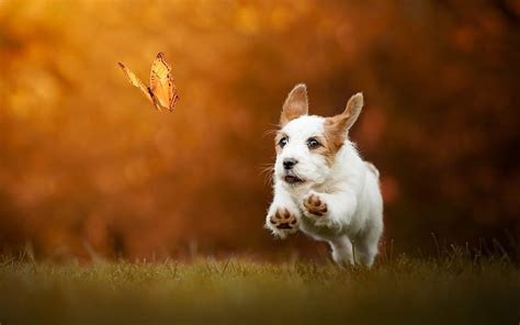 Butterflies Cute Puppies Animals Dogs Hd Wallpaper Peakpx