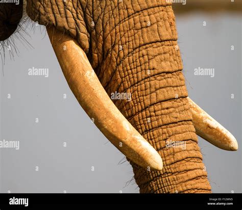 The Tusks Of An African Elephant Stock Photo Alamy