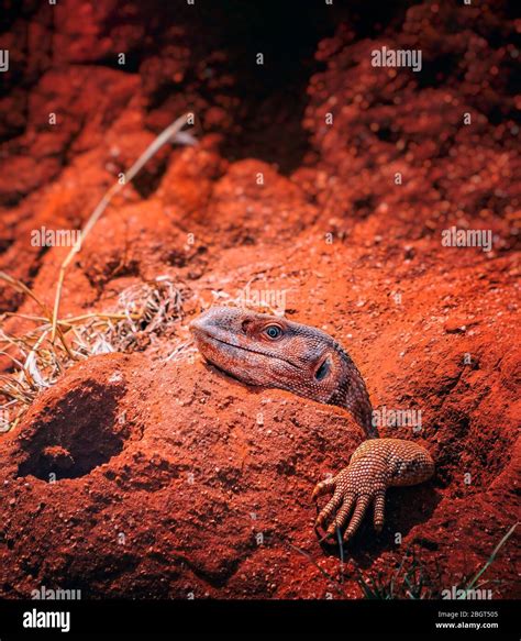 Afrique De Lest Reptile Gecko Bleu Couleur Banque De Photographies Et