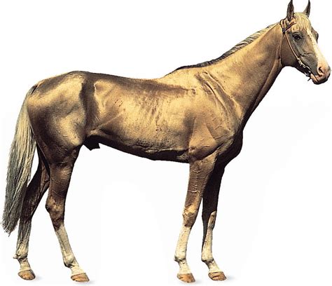 Akhal Teke Gold Animals Horses Shiny Hd Wallpaper Peakpx