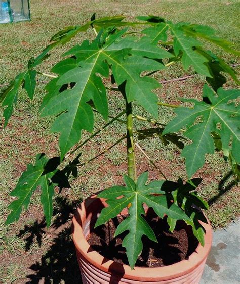 Container Grown Pawpaw Trees Tips For Growing Pawpaw Trees In A Pot Frugal Farming