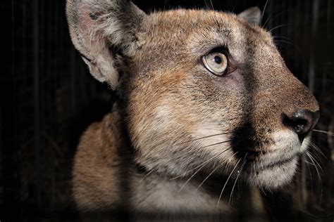 Mountain Lion Killed By Vehicle In Southern California Ap News