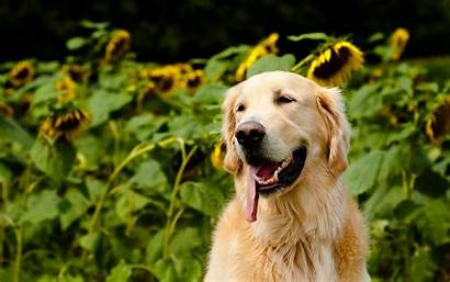 Retriever Golden Dog Summer Desktop Sunflowers Wallpapers