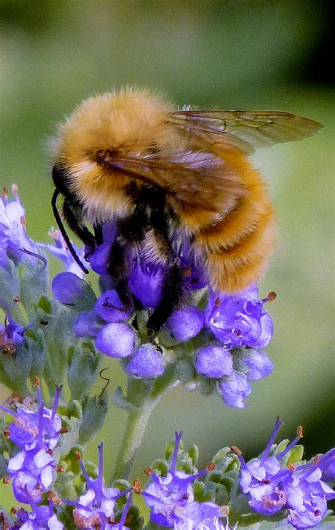 Fuzzy Honey Bee Photograph By Richard Rutan Pixels