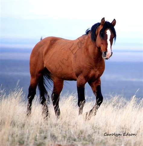 Wild Horse Stallion Mustang American Horses Wild Horses Horse Breeds