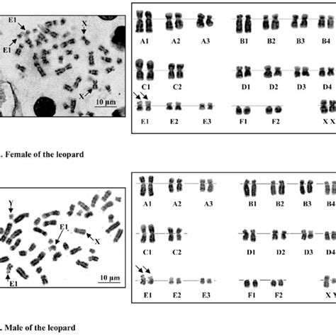 Metaphase Chromosome Plates And Karyotype Of The Female A And Male Download Scientific