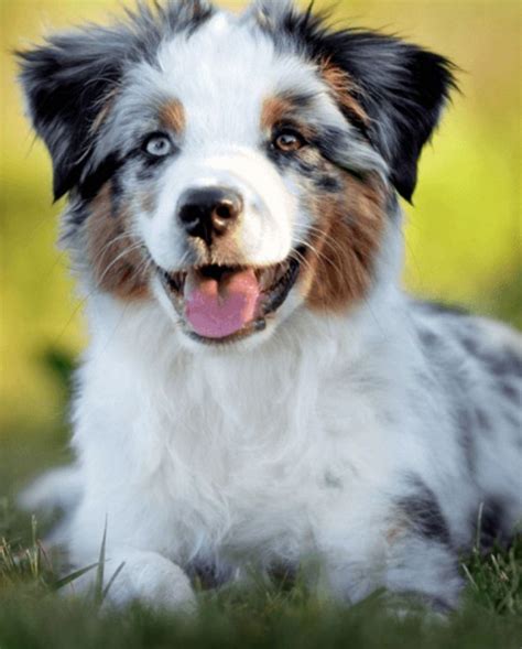 15 Informative And Interesting Facts About Australian Shepherds Pettime